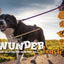 WUNDERleash – The Original No-Pull Dog Leash