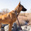 Modern Style Quick-Release Leather Dog Collar