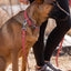 Modern Style Quick-Release Leather Dog Collar