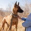 Modern Style Leather Dog Leash