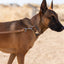 Modern Style Quick-Release Khaki Leather Dog Collar