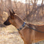 Modern Style Leather Dog Leash