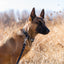 Modern Style Leather Dog Leash