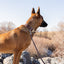 Modern Style Quick-Release Leather Dog Collar