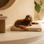 Brigette Romanek | Taupe Dog Bed or Bed Cover