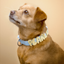 Waterproof Dog Collar