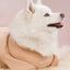 Fur Elise Spoiled Mock Neck Shirt - Latte