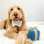 Gift Box Squeaky Dog Toy – Birthday Present Dog Toy with Crinkle Paper and Rope Bow, Durable & Plush for Tug of War and Chew Play