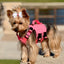 K9R - M5 MOLLE Light Vest