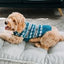 Alpaca Teal Fair Isle Dog Sweater