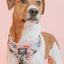 Collar Tag - Bubbles™