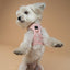 SoHo Dog Harness - Sweetheart