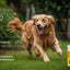 Salmon Flavor Omega Skin & Coat soft chews with Wild Alaskan Salmon Oil