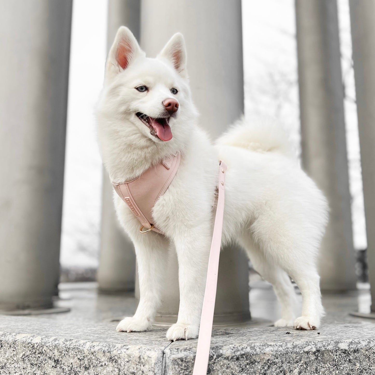 The Essentials Walk Set - Rose