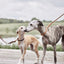 Robin Dog Leash - Natural