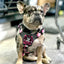 Dog and Crossbones Pink and Black Morale Patch