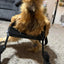 Smaller Chicken Wheelchair