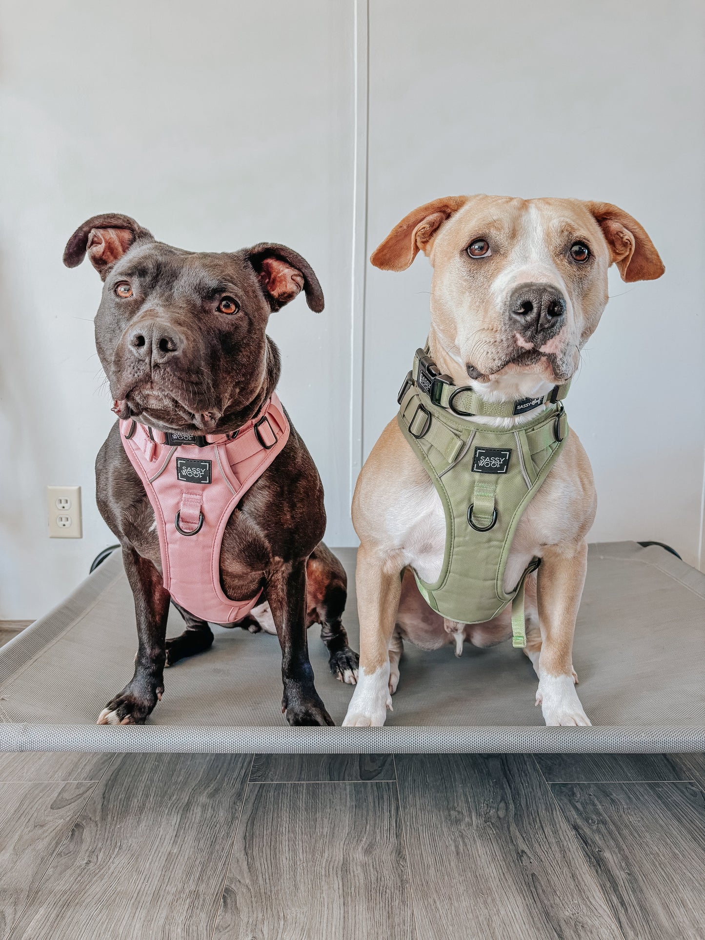 Dog Step-in Harness - Matcha