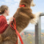 Scarlet Peaks Waterproof Dog Collar