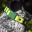 Mossy Pine Waterproof Dog Collar