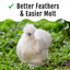 GrubFuel - Black Soldier Fly Larvae for chickens