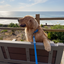 Waterproof Dog Leash - 5ft