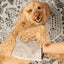 Pet Grooming & Massage Mitt