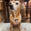 Floral Bloom - Adjustable Dog Harness