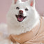 Fur Elise Spoiled Mock Neck Shirt - Latte