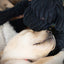 HuggleCause™, Warrior Canine Connection, Black Lab Luke Knottie® Plush Dog Toy, Large