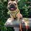 Wild Thing Reversible Harness