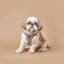 SoHo Complete Dog Walking Set - Lilac Gray