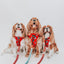 Dog Leash - Disney Holiday Collection
