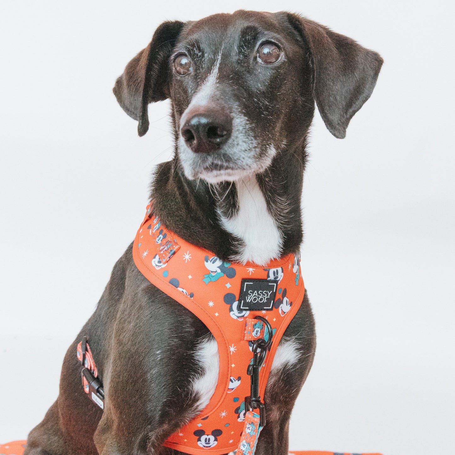 Dog Adjustable Harness - Disney Holiday Collection