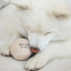 Fur Elise So Fetch! Tennis Ball - Latte