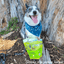 Herbed Lamb & Potatoes Air-Dried Dog Food