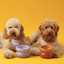 Soufflé Pet Bowl - Purple