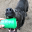 Coffee Cup Rubber Dog Chew Toy for Power Chewers | Treat Dispenser | USA Made