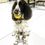 Industrial Dog Ball Rubber Chew Toy for Heavy Chewers | Yellow | USA Made | SodaPup