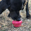 Cupcake eDispenser - Durable Rubber Chew Toy & Treat Dispenser | USA Made