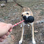 USA-K9 Magnum Skull - Black Magnum Rubber Chew Toy for Extreme Chewers | USA Made