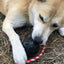 USA-K9 Skull Dog Chew Toy & Treat Dispenser - Made in USA | SodaPup
