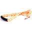 Island Floral Orange Dog Leash