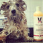 2-in-1 Dog Shampoo + Conditioner - Coconut Scented