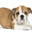 Hydrating Butter Balm - For Nose and Paws