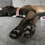Hydrating Butter Balm - For Nose and Paws