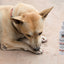 Dog Bitter Spray Anti-Chew - Anti-Lick