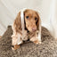 Furi Pet Coat - Sand
