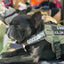 Good Boy Morale Patch