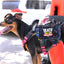 K9R - M5 MOLLE Light Vest